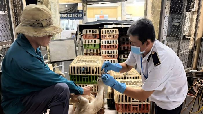 Trạm kiểm dịch động vật Hóc Môn lấy mẫu xét nghiệm virus cúm gia cầm. Ảnh: CTV