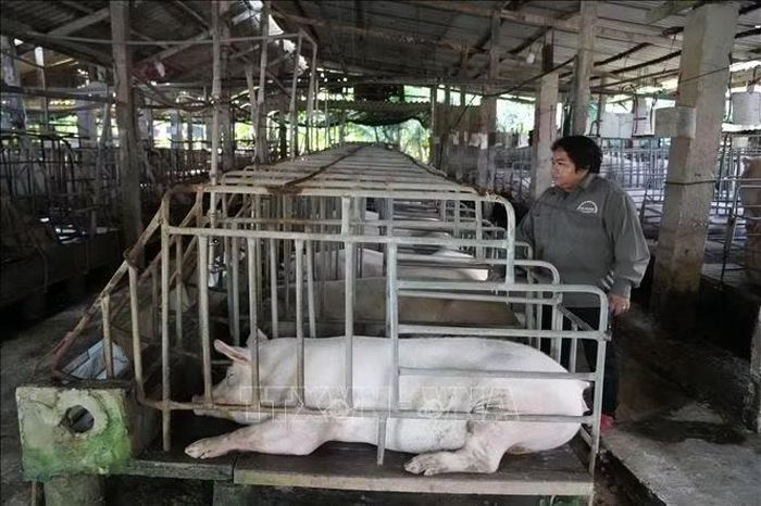 Mô hình chăn nuôi lợn khép kín của bà Nguyễn Thị Kim Phượng, khu phố Tân Tỉnh A, phường Mỹ Phong, tỉnh Đồng Tháp.
