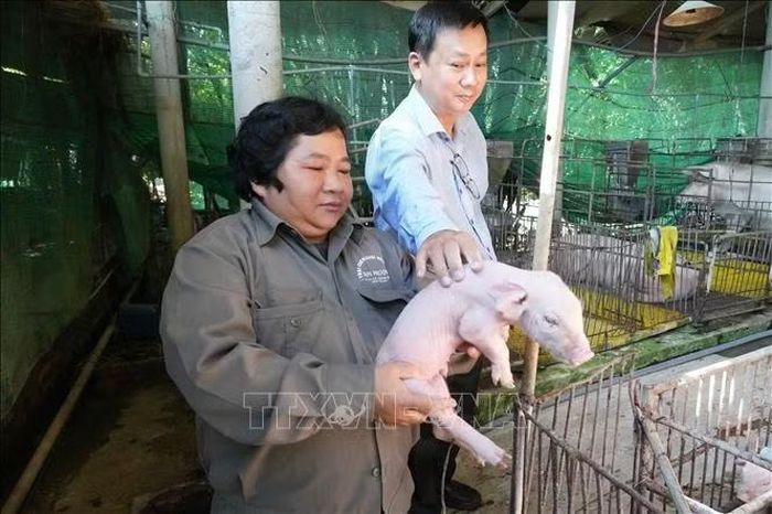Bà Nguyễn Thị Kim Phượng kiểm tra lợn con tại trại nuôi.