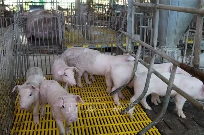 Lợn giống tại trang trại của Bà Nguyễn Thị Kim Phượng ở khu phố Tân Tỉnh A, phường Mỹ Phong, tỉnh Đồng Tháp.