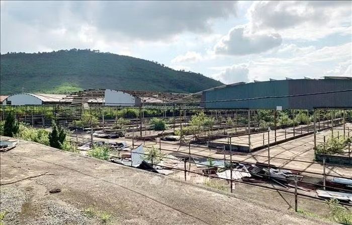 Tài sản chuồng, trại chăn nuôi bò của Công ty Cổ phần Chăn nuôi Bình Hà đem ra đấu giá. Ảnh: Công Tường/TTXVN