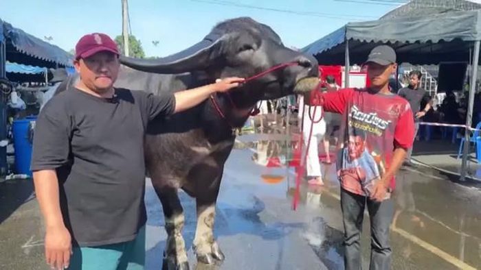 Chao Thong Lo gây chú ý với vóc dáng oai vệ. Ảnh: Tnews