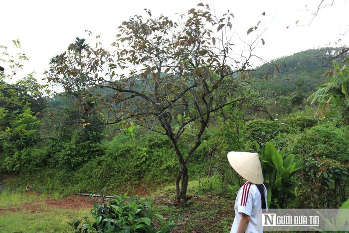 Người dân "thủ phủ" hồng hy vọng sang năm thời tiết thuận hòa, cây hồi sức ra quả trở lại nhằm vớt vát phần nào tổn thất năm nay.