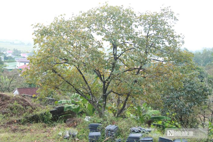 Nhiều cây không có quả hồng nào trên cành.