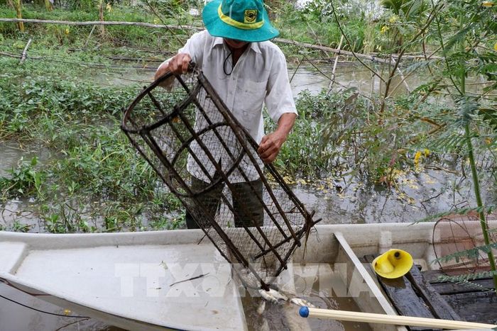 Nông dân Hợp tác xã sản xuất nông nghiệp sinh thái Quyết Tiến, xã Phú Thọ, thu hoạch cá trữ trên đồng. Ảnh: Hồng Thái - TTXVN