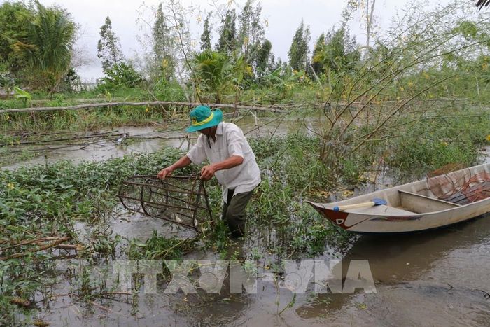 Mô hình trữ cá mùa nước nổi tạo sinh kế cho người dân trong những tháng không canh tác lúa. Ảnh: Hồng Thái - TTXVN