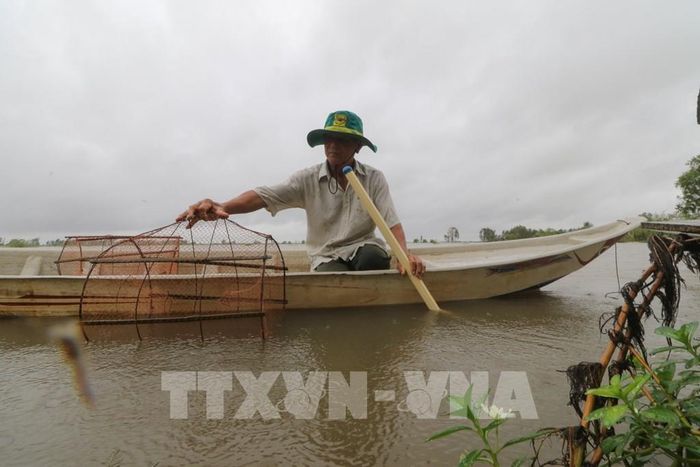 Nông dân Hợp tác xã sản xuất nông nghiệp sinh thái Quyết Tiến, xã Phú Thọ, đặt lờ khai thác cá mùa nước nổi. Ảnh: Hồng Thái - TTXVN