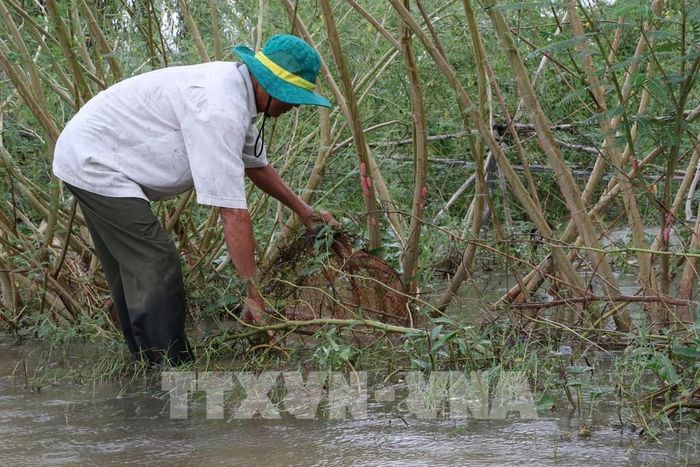 Nông dân Hợp tác xã sản xuất nông nghiệp sinh thái Quyết Tiến, xã Phú Thọ, đặt lờ khai thác cá mùa nước nổi. Ảnh: Hồng Thái - TTXVN