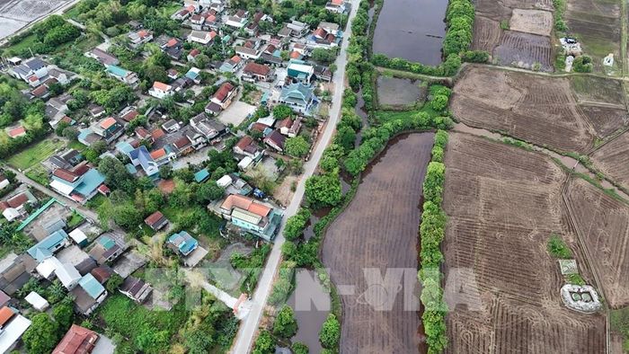 Giữa những đổi thay của cuộc sống, những hàng lộc vừng ở Siêu Quần vẫn được gìn giữ qua nhiều thế hệ. Ảnh: Mai Trang - TTXVN