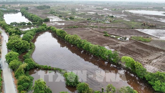 Rừng lộc vừng trăm tuổi tại làng cổ bên dòng Ô Lâu. Ảnh: Mai Trang - TTXVN