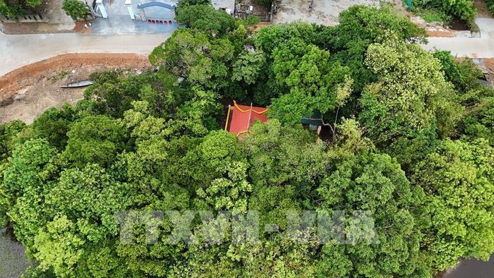 Việc bảo vệ cây được đưa vào hương ước, quy ước của làng Siêu Quần. Ảnh: Mai Trang - TTXVN