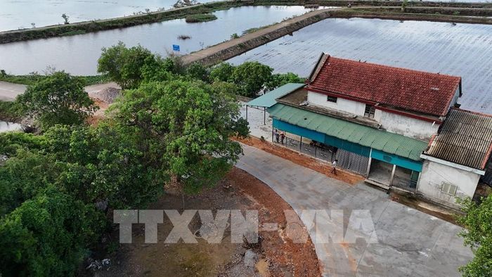 Dù lộc vừng cổ thụ được hỏi mua với mức giá lên đến hàng tỷ đồng nhưng người dân làng Siêu Quần vẫn giữ nguyên quan điểm không bán rừng cây. Ảnh: Mai Trang - TTXVN