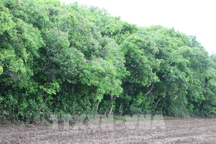 Khả năng thích nghi với môi trường ngập nước giúp cây lộc vừng phù hợp với điều kiện tự nhiên vùng hạ lưu sông Ô Lâu. Ảnh: Mai Trang - TTXVN