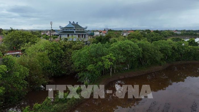 Những hàng cây cổ thụ không chỉ tạo nên cảnh quan riêng mà còn gắn với ký ức và ý thức gìn giữ quê hương của nhiều thế hệ làng Siêu Quần. Ảnh: Mai Trang - TTXVN