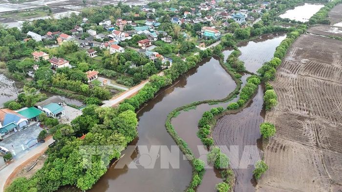 Hàng lộc vừng cổ thụ hàng trăm năm tuổi bên dòng sông Ô Lâu. Ảnh: Mai Trang - TTXVN