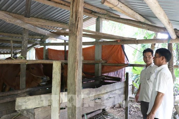 Hỗ trợ người dân đồng bào dân tộc thiểu số chăn nuôi bò thoát nghèo. Ảnh: Mai Trang - TTXVN