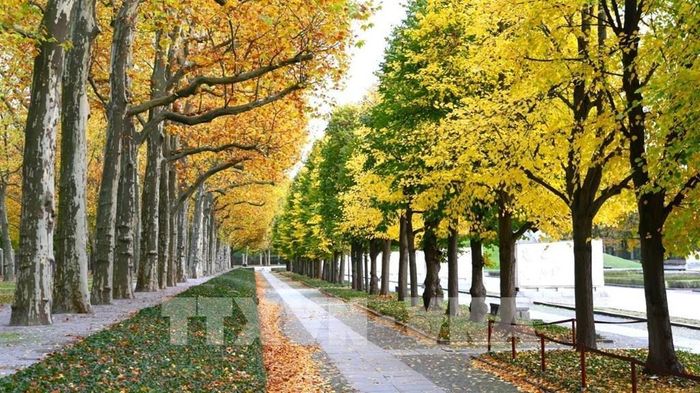 Con đường mùa Thu rực rỡ trong khu vực Đài tưởng niệm Chiến tranh Xô Viết ở công viên Treptower. Ảnh: Thu Hằng - PV TTXVN tại Đức