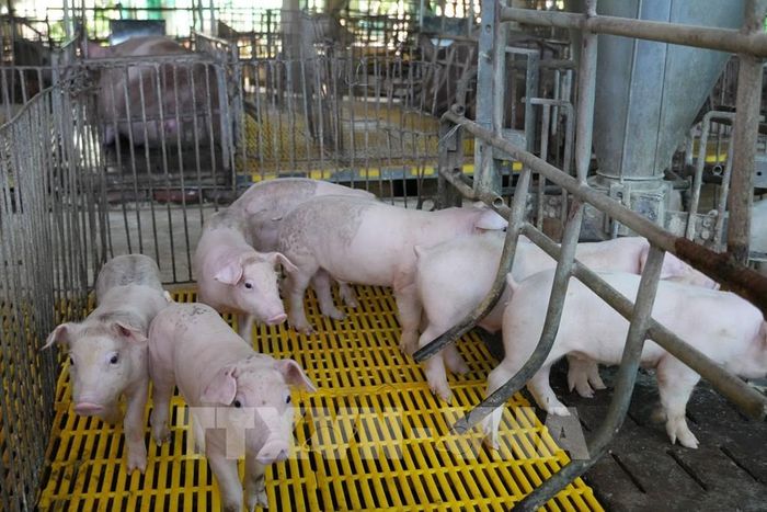 Lợn giống tại trang trại của Bà Nguyễn Thị Kim Phượng ở khu phố Tân Tỉnh A, phường Mỹ Phong, tỉnh Đồng Tháp. Ảnh: Công Trí - TTXVN