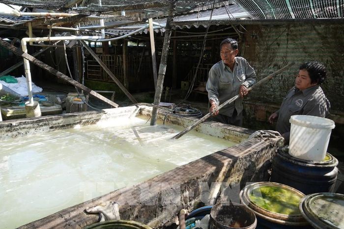 Các nguyên liệu sử dụng gồm bột gạo, bột năng, khô đậu nành và một số phụ phẩm khác để pha trộn làm thức ăn cho lợn. Ảnh: Công Trí - TTXVN