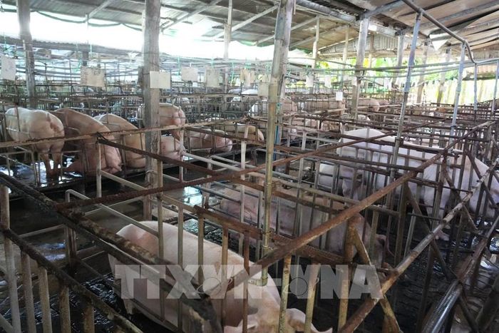Các trại lợn hiện duy trì khoảng 700 con lợn nái, hơn 3.000 con lợn thịt và khoảng 1.000 lợn con phục vụ nhu cầu bán giống. Ảnh: Công Trí - TTXVN