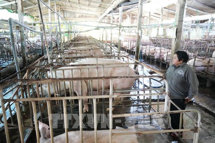 Mô hình chăn nuôi lợn khép kín của bà Nguyễn Thị Kim Phượng, ở khu phố Tân Tỉnh A, phường Mỹ Phong, tỉnh Đồng Tháp. Ảnh: Công Trí - TTXVN