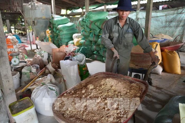 Trang trại nuôi lợn của bà Nguyễn Thị Kim Phượng chủ động phối trộn thức ăn từ các nguyên liệu, phụ phẩm phù hợp nhằm tiết giảm chi phí đầu vào. Ảnh: Công Trí - TTXVN