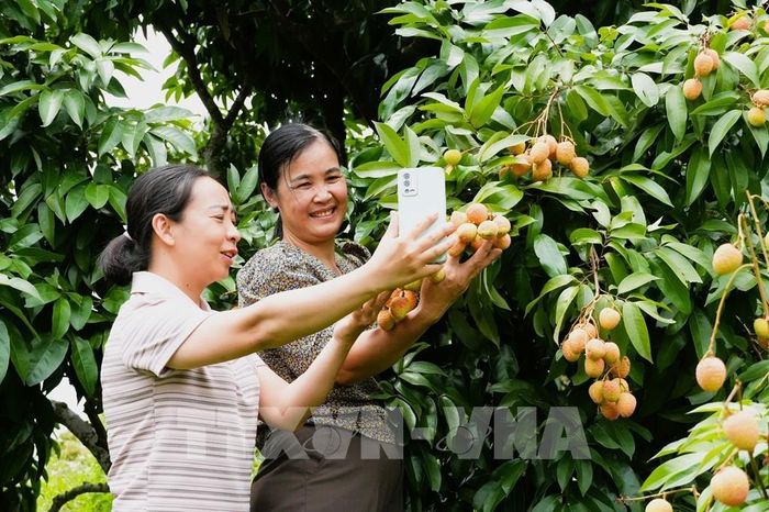 Cán bộ Trung tâm Cung ứng dịch vụ sự nghiệp công xã Phúc Hòa, Bắc Ninh, hướng dẫn người dân kĩ năng bán vải trên các nền tảng số. Ảnh: Đồng Thúy – TTXVN 