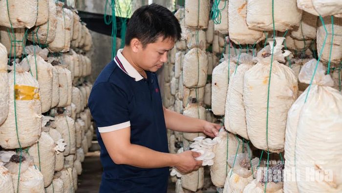 Anh Tuấn kiểm tra chất lượng nấm sò tại khu nuôi trồng của gia đình.