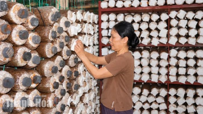 Việc theo dõi, chăm sóc thường xuyên góp phần bảo đảm chất lượng phôi, tạo điều kiện thuận lợi cho nấm sinh trưởng và phát triển.