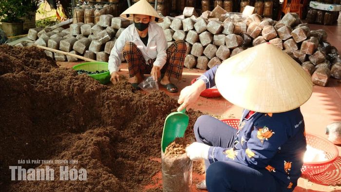Các lao động tại cơ sở sản xuất nấm Tuấn Lan thực hiện công đoạn đóng nguyên liệu vào bịch phôi nấm.