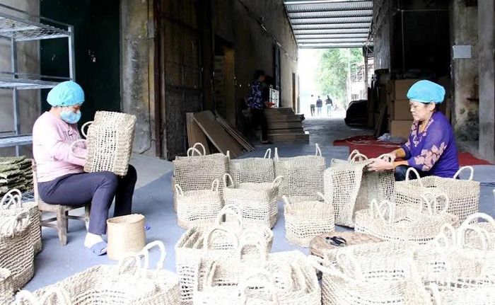 Nhiều sản phẩm cói đang được xuất khẩu đến các thị trường khó tính như Nhật Bản, Hàn Quốc, Tây Ban Nha, Đức, Mỹ.