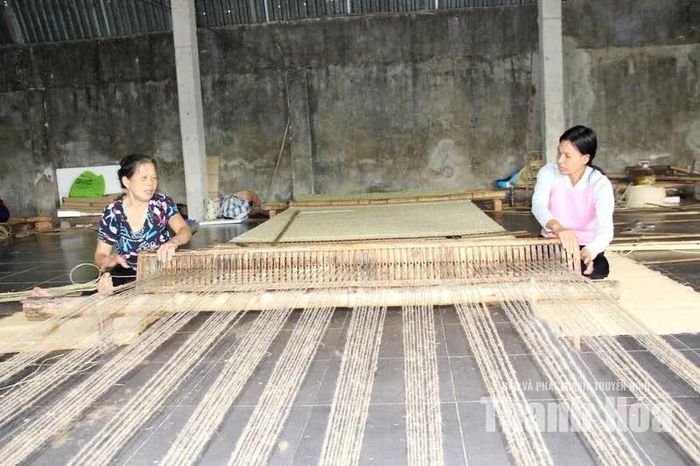 Cây cói được sử dụng để làm nên những chiếc chiếu Nga Sơn nức tiếng gần xa.