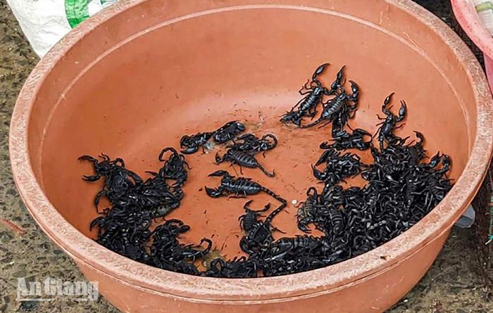 Bò cạp là một trong những mặt hàng đặc sản khác góp phần làm phong phú chủng loại hàng hóa, phục vụ nhu cầu tìm mua của khách từ nhiều địa phương.