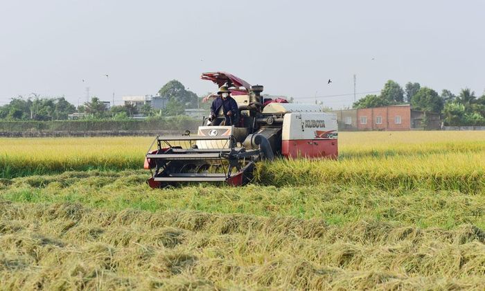 Ứng dụng cơ giới hóa trong thu hoạch lúa, góp phần nâng cao hiệu quả sản xuất nông nghiệp. Ảnh minh họa.