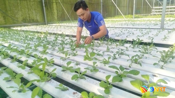 Mô hình trồng rau công nghệ cao của cơ sở rau sạch Hoàng Linh (xã Hiệp Đức). Ảnh: CÔNG TÚ