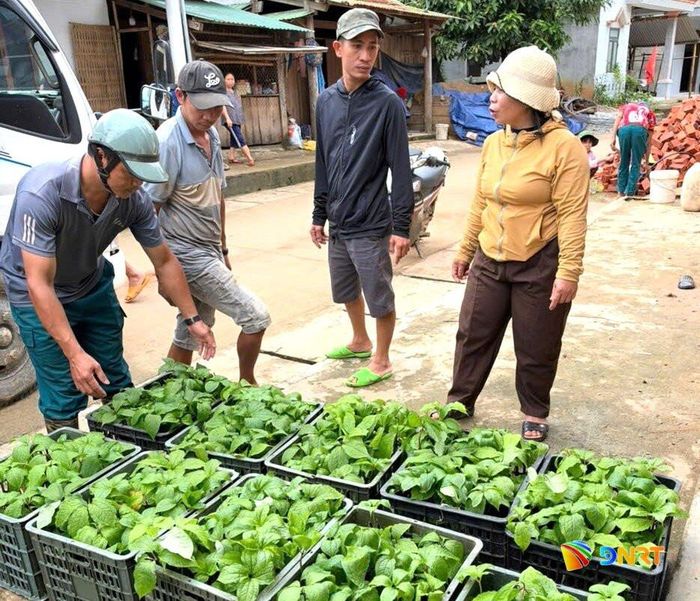 Xã Đông Giang cấp cây giống bảy lá một hoa cho người dân thôn La Bớ. Ảnh: NGỌC VY