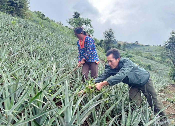 Người dân bản Sa Lông 1 chăm sóc dứa.
