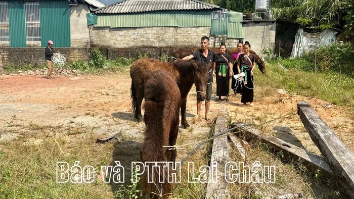 Người dân bản Pa Khóa chăm sóc ngựa giống.