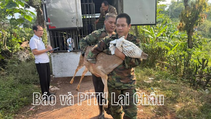 Cán bộ xã Pu Sam Cáp đưa hươu giống đến cho hộ nghèo bản Nậm Há.