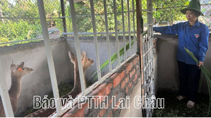 Người dân bản Nậm Há nhận hươu giống.