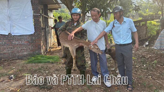 ... trao hươu giống cho hộ nghèo bản Nậm Há.