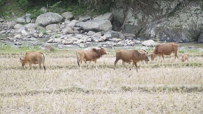 Từ 6 con ban đầu, sau 3 năm, đàn bò của gia đình anh Cứ A Sinh đã tăng lên 15 con.