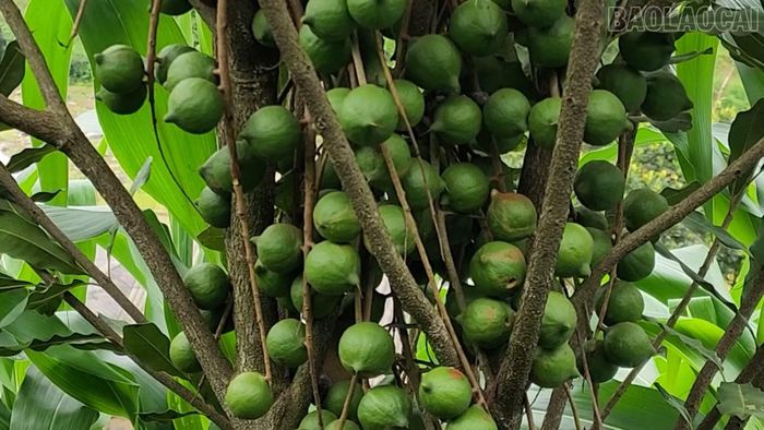 Những cây mắc ca sai quả trên đất Khao Mang.