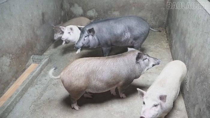 Việc áp dụng kiến thức khoa học, kỹ thuật góp phần giúp đàn lợn sinh trưởng, phát triển tốt.