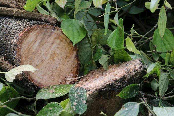 Phá rừng, xâm hại tài nguyên rừng vẫn là vấn đề nhức nhối ở Tây Nguyên, trong đó có Lâm Đồng