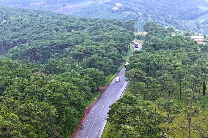 Rừng thông dọc đường Hồ Chí Minh qua xã Trường Xuân những năm gần đây được quản lý, bảo vệ tốt. Ảnh tư liệu