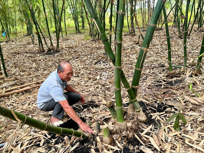 Tre lấy măng là một trong những loại cây trồng chuyển đổi từ cây thanh long cằn cỗi