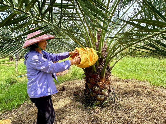 Bà Nguyễn Thị Phượng và cây chà là của gia đình