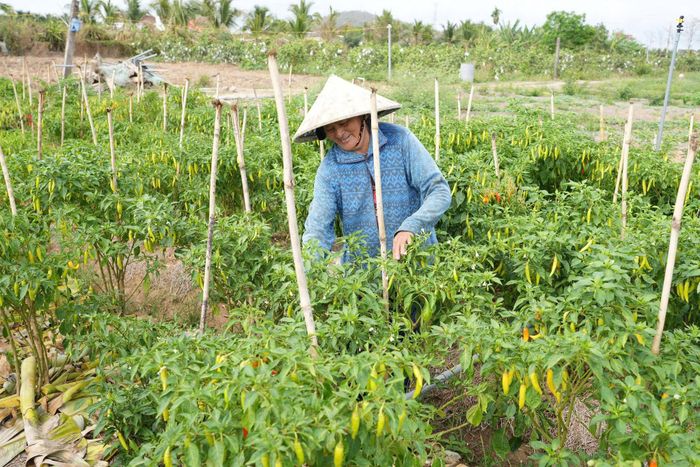 Bà Đới Thị Thìn thu hoạch ớt
