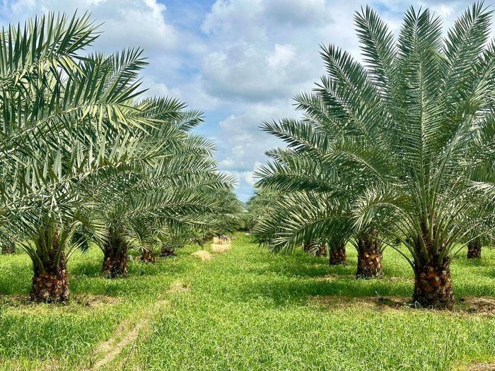 Vườn chà là hơn 3 năm tuổi tại hộ bà Phượng